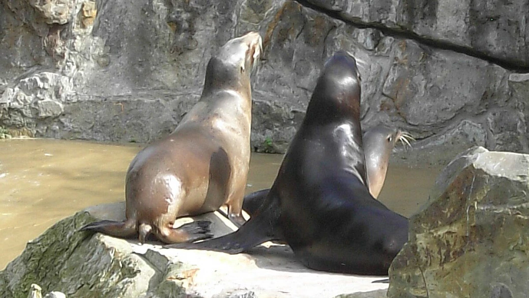 capodanno a francoforte sul meno