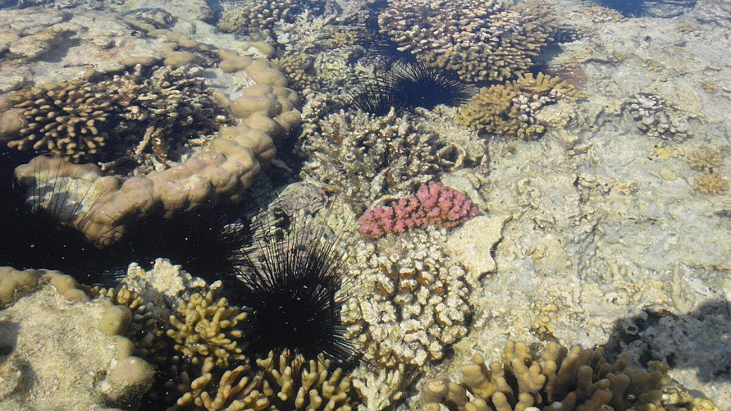 nuova meta in mar rosso-flamenco beach