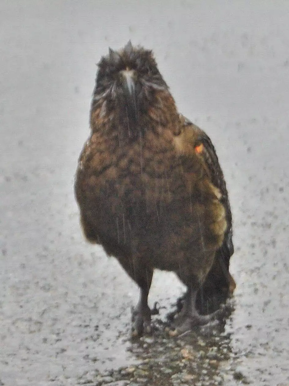 povera creatura sotto la pioggia!!