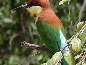 nuwara-eliya-region-nzngt