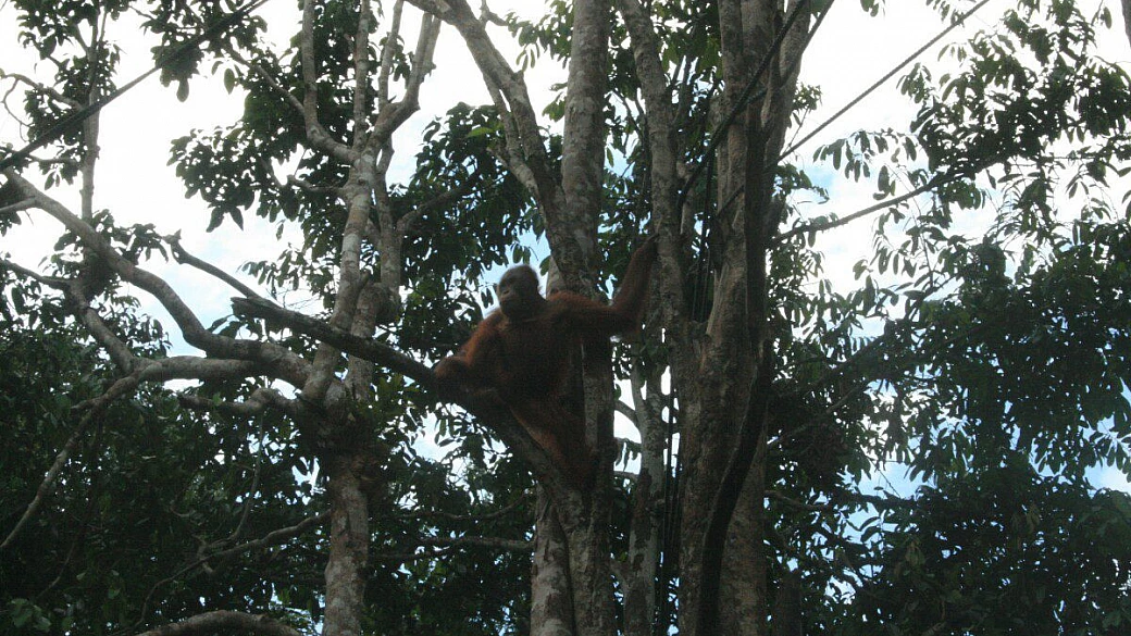 bangkok e borneo malese