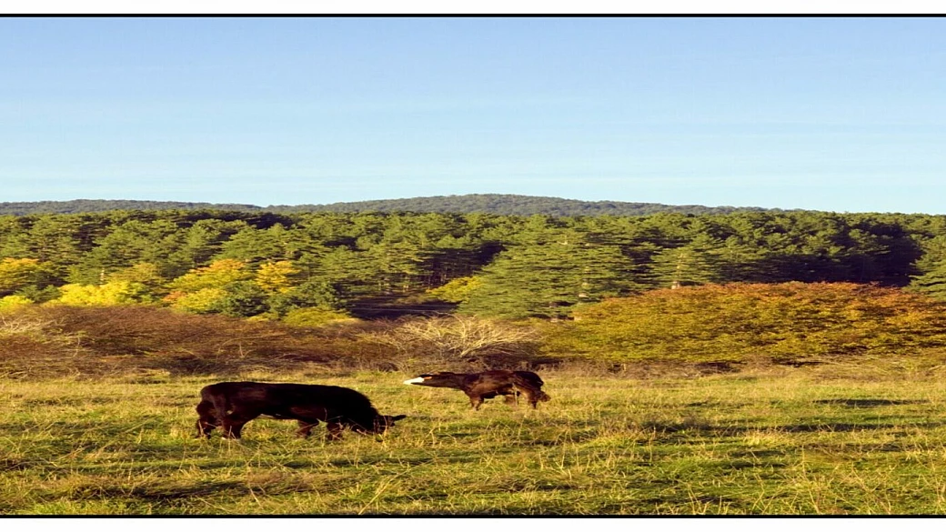 i pugnaloni di acquapendente di vt