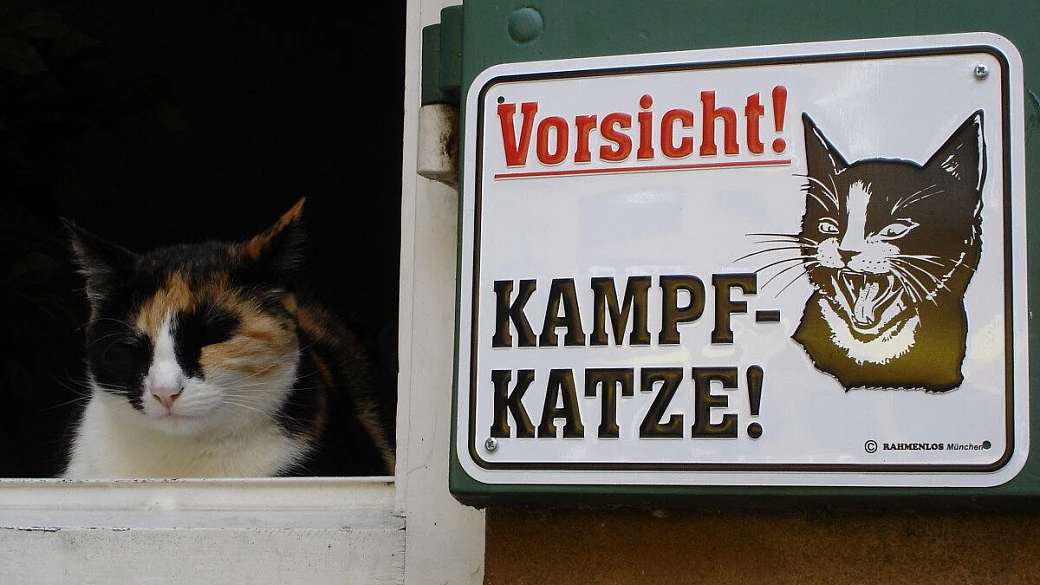 francoforte in sei giorni