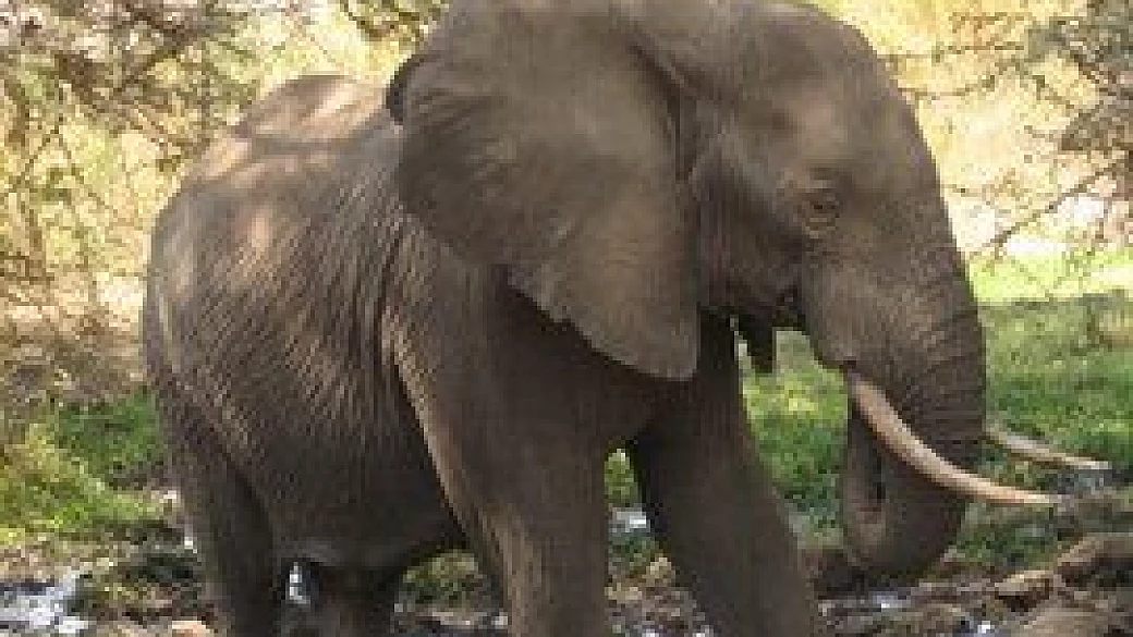 la magia di zanzibar