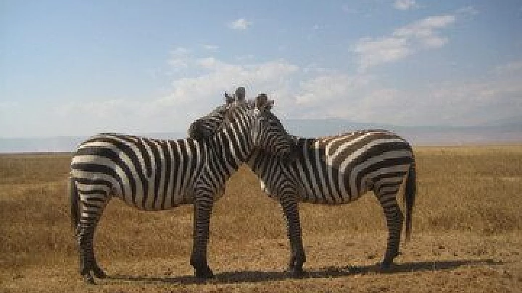 nord più zanzibar in autonomia