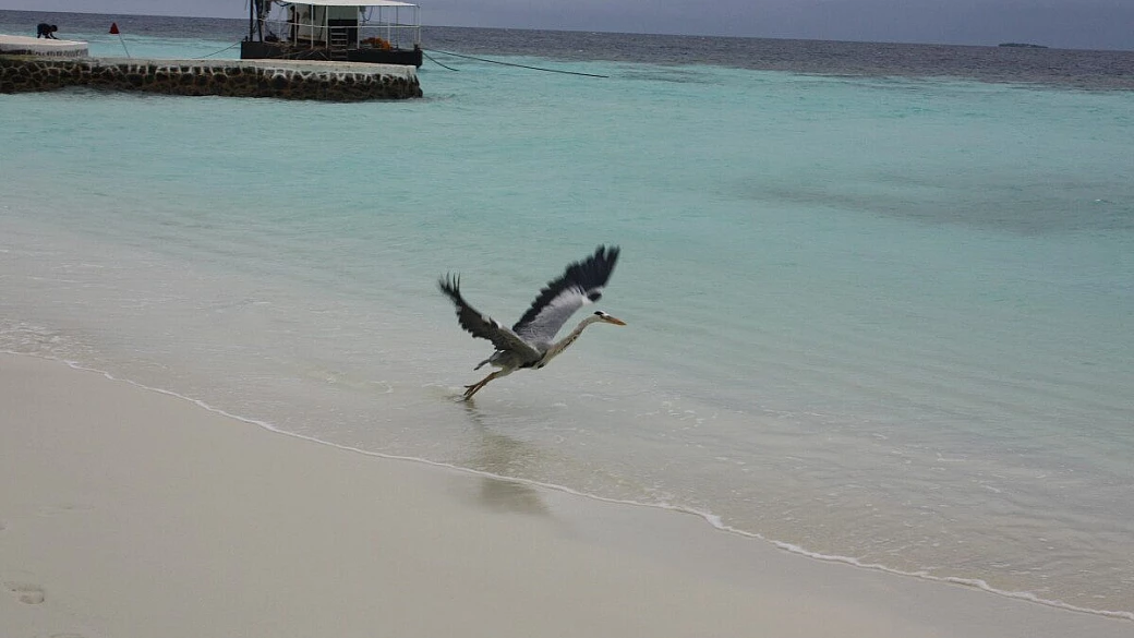 viaggio di nozze maldive un sogno