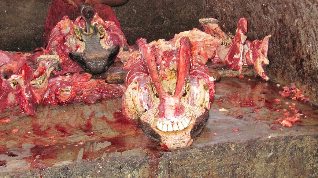 tanzania e zanzibar 2007: consigli utili