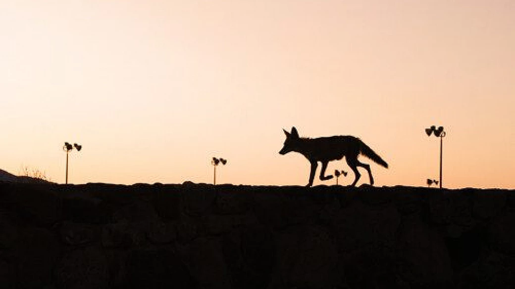 honeymoon: new york, polinesia, los angeles 1