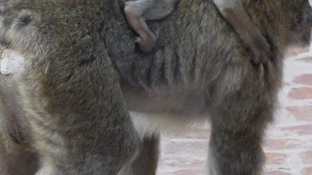 indimenticabile scozia 2