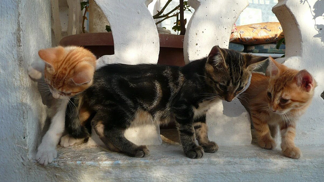 vacanza a santorini di 2 coppie giovani