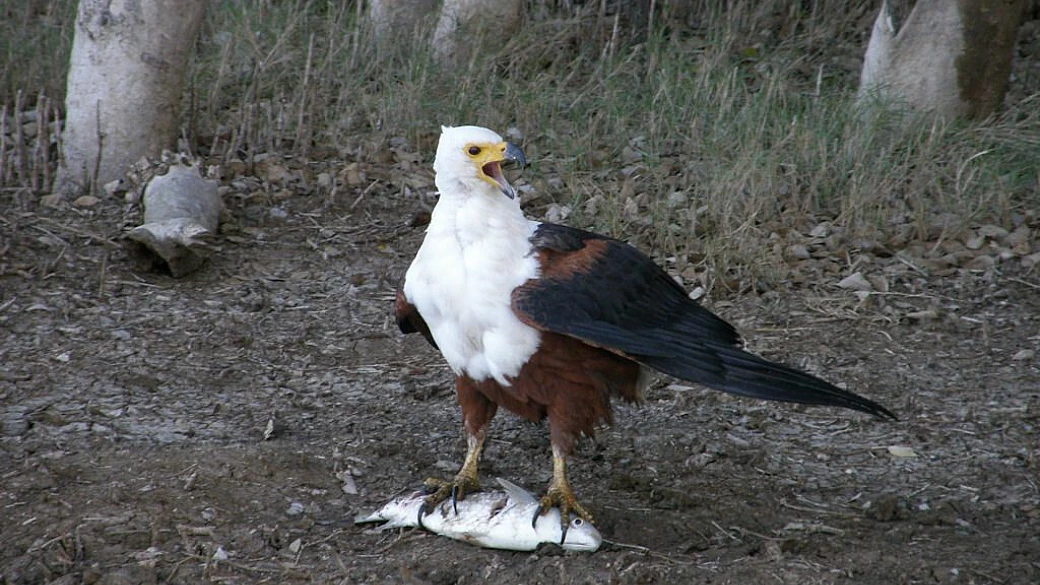 sudafrica fly and drive