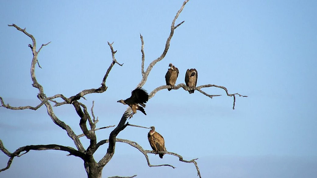 deserto fiorito, rugby