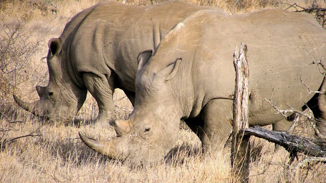 meraviglioso sudafrica 2