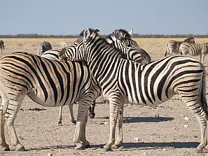 amore di zebra