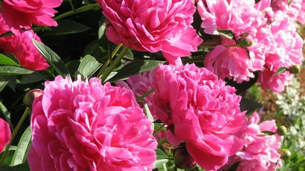 un paesaggio agricolo fiorito di peonie!