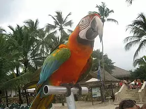 un pappagallo
