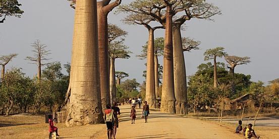 madagascar - morondava - allée des baobab