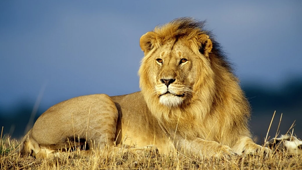 kenya fai da te: si può fare?