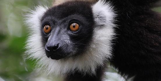 madagascar - andasibe - vakona private reserve - lemure vari bianco e nero