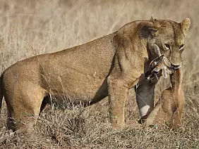 parco-nazionale-del-serengeti-pszuf