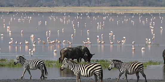parco-nazionale-del-serengeti-tgv8y