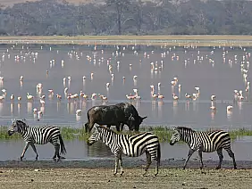 parco-nazionale-del-serengeti-tgv8y