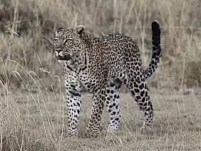 parco-nazionale-del-serengeti-wg4ka