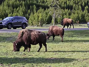 prima regola del traffico a yellowstone: dare la precedenza al bisonte