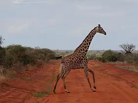 parco-nazionale-tsavo-east-pzy1p