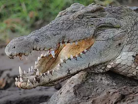 parco-nazionale-tsavo-east-ym1kg