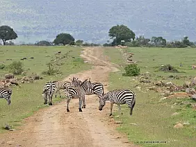 parco-tsavo-est-7f6cf