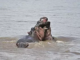 parco-tsavo-est-gdygb