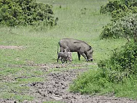 parco-tsavo-est-y6hbw