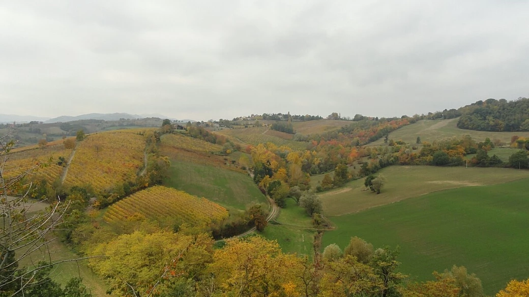 festival della malvasia in provincia di parma