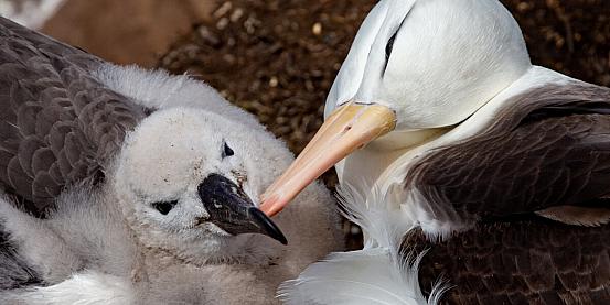 mamma albatros e il pulcino