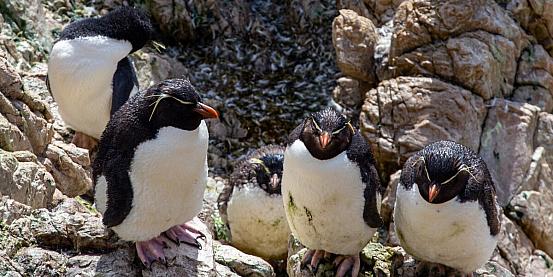 pinguini saltaroccia di rockhopper