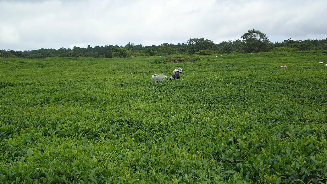 mauritius indimenticabile: trou d'eau douce