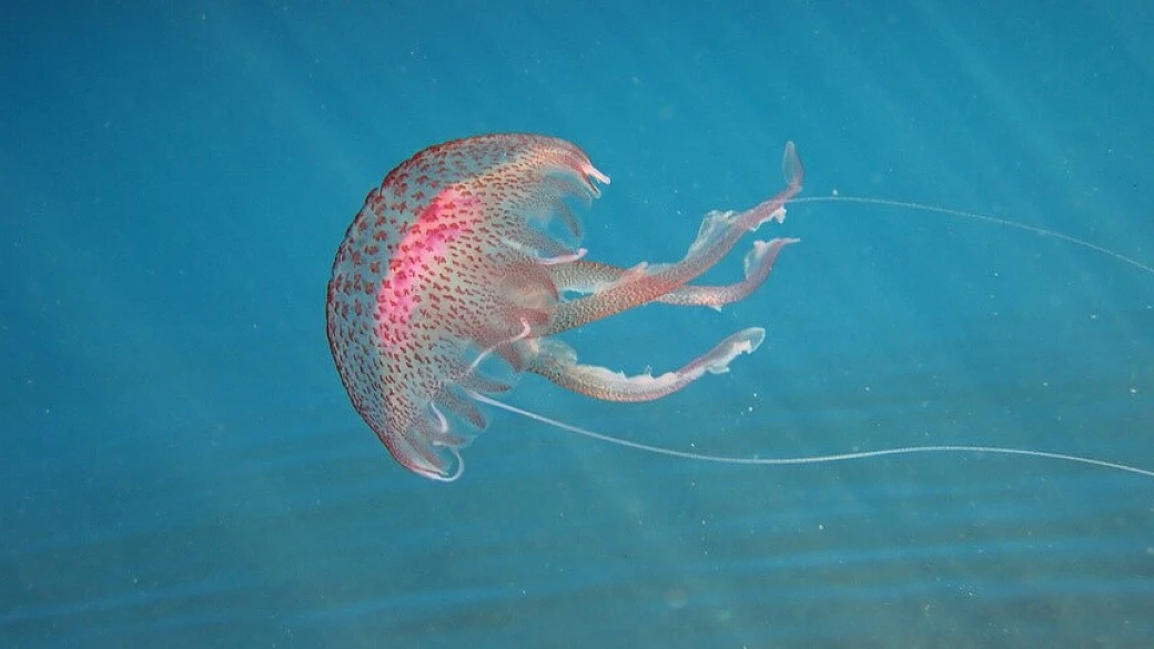 pelagia noctiluca: è lei l’ospite indesiderata delle vacanze al mare