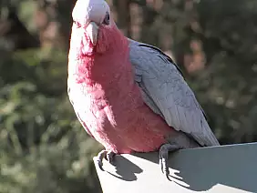 phillip-island-7jf3p