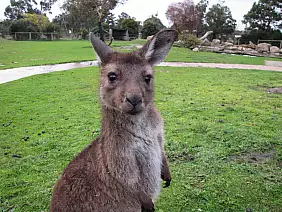 phillip-island-j8rpg