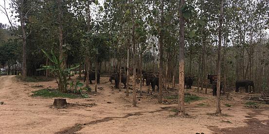 foto 6 elefanti sul mekong
