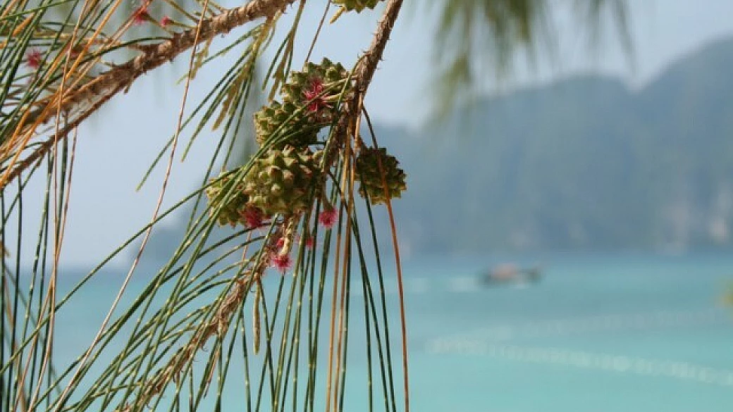 thailandia fai da te 2