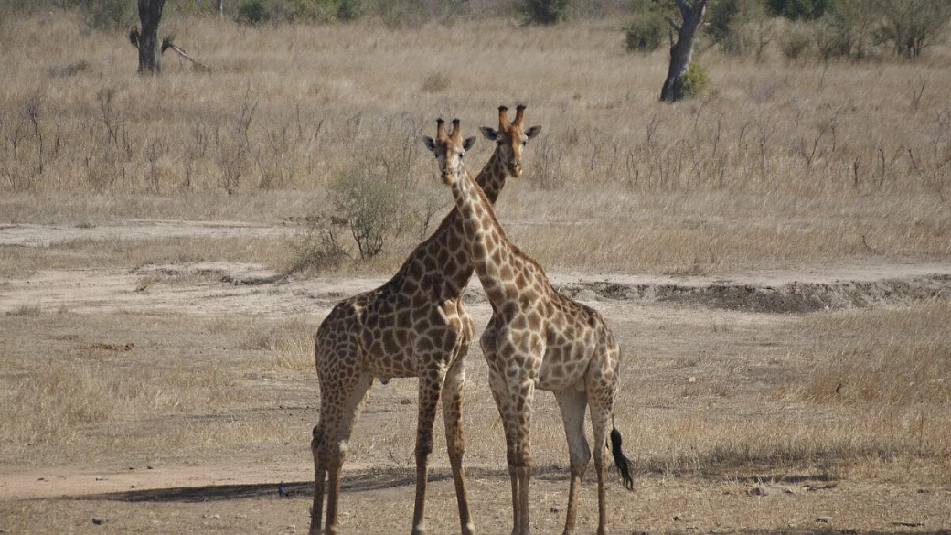 honey moon in south africa