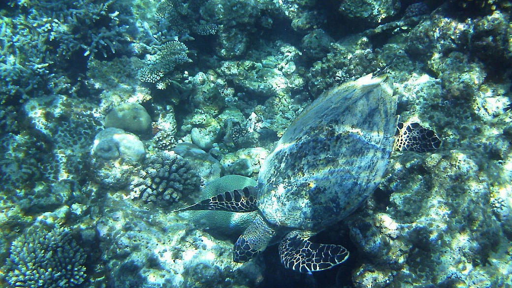 veratour bolifushi info