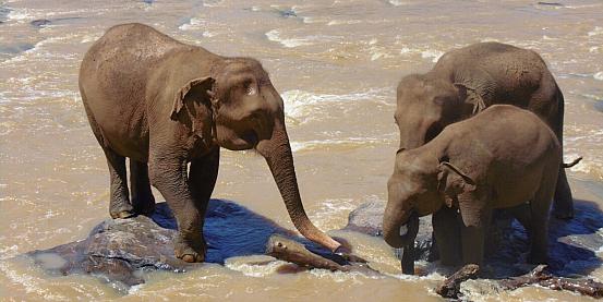 orfanotrofio di elefanti