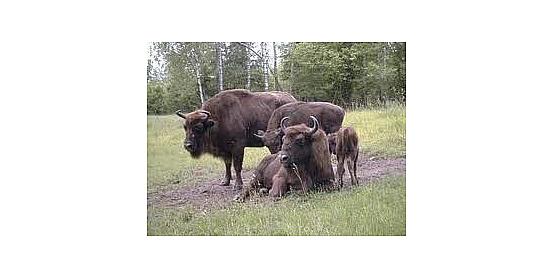 la riserva dei bisonti europei di zubry borki, masuria - kruklanki, polonia