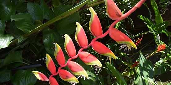 seychelles. victoria botanical gardens 4
