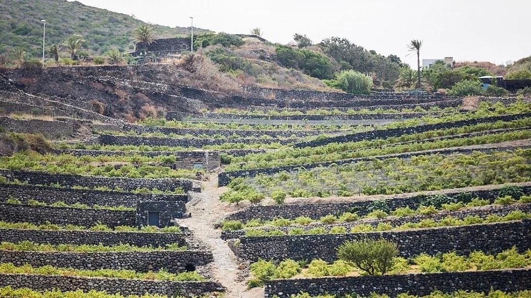 prodotti di pantelleria tra capperi e vini doc