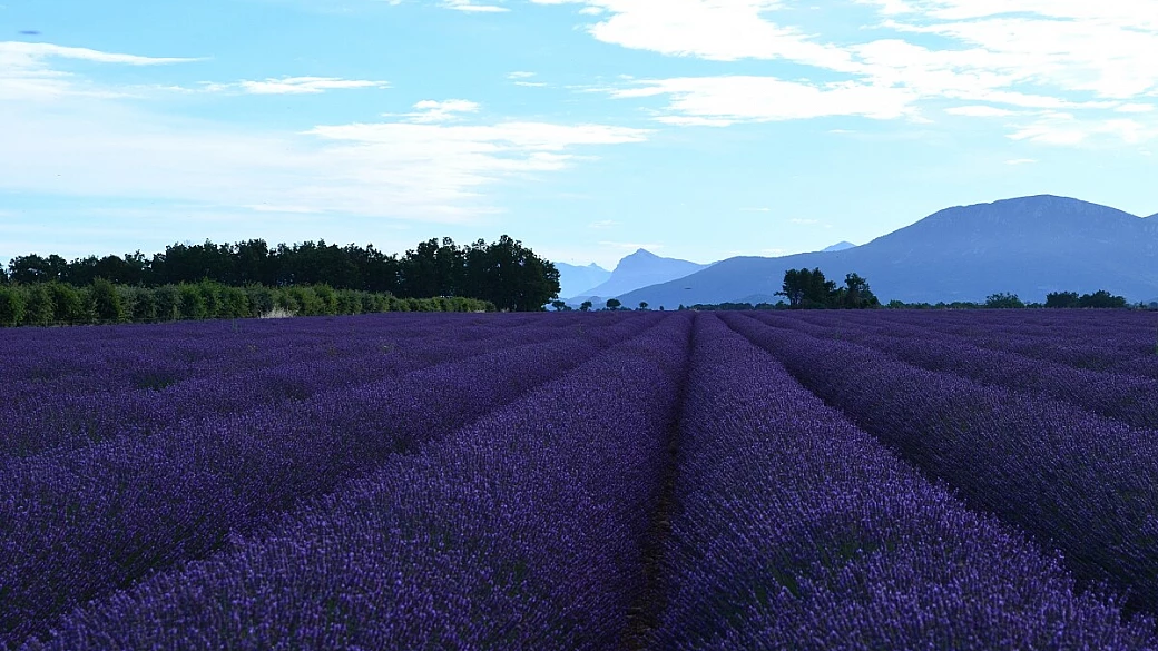 la provenza durante la fioritura della lavanda