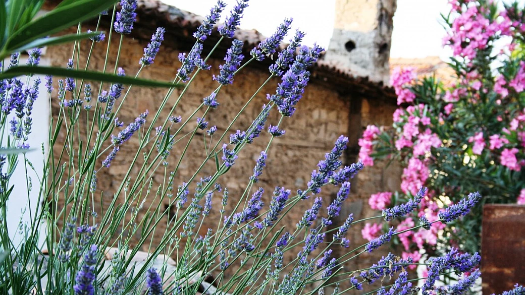 la provenza in primavera